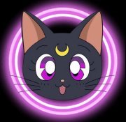 Luna Cat