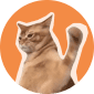 Catslap token