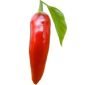 PEPPERCOIN (PEPE) logo